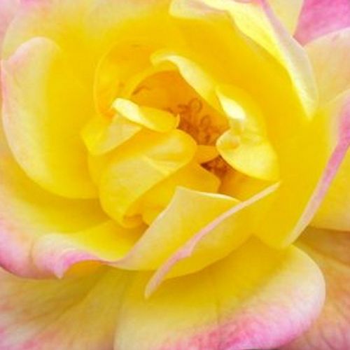 Růže eshop - Žlutá - Růžová - Mini růže - bez vůni - Rosa  Baby Masquerade® - Mathias Tantau, Jr. - Vhodná na lemování záhonů, vynikající odrůda mini růže kvetoucí téměř celou sezónu, květy vydrží dlouho kvést.